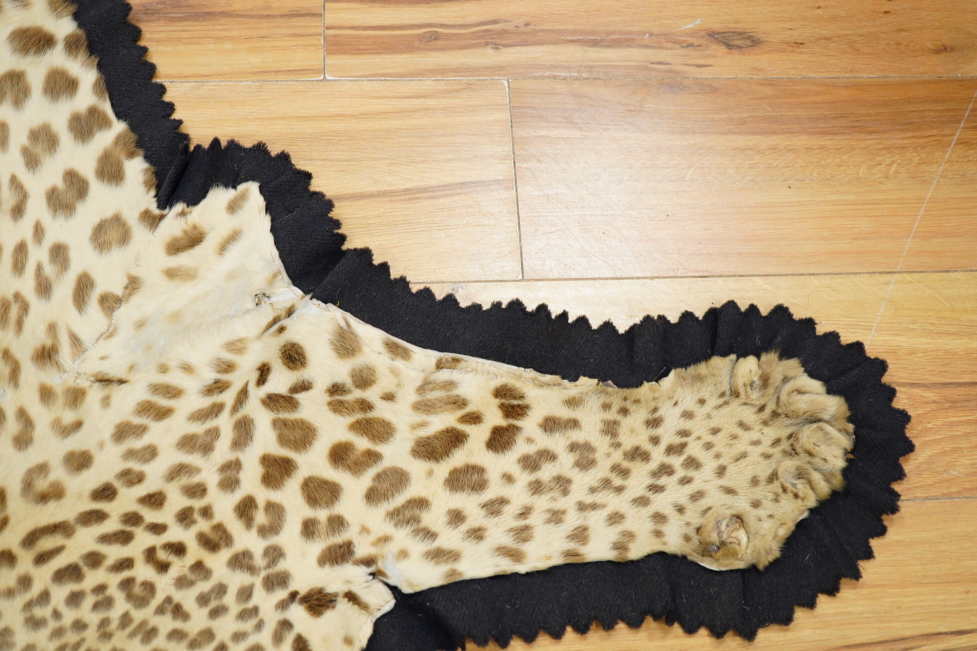 Van Ingham of Mysore. A leopard skin rug